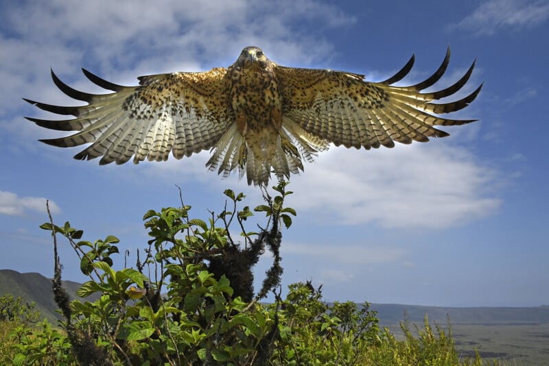 A large bird of prey with speckled plumage spreads its wings in flight above lush green shrubs against a backdrop of clear blue sky and rolling hills.