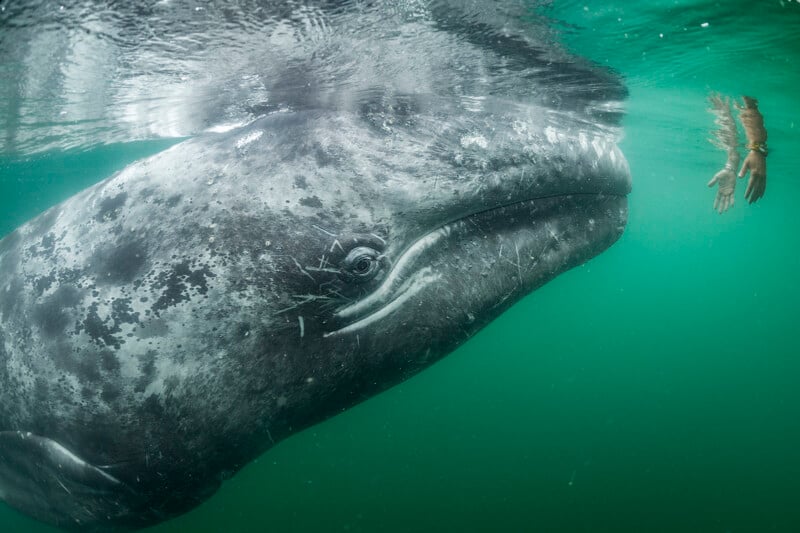 A large gray whale swims just beneath the surface of green-tinted water. A pair of human hands reach out toward the whale, near its eye, creating a sense of connection between human and animal.