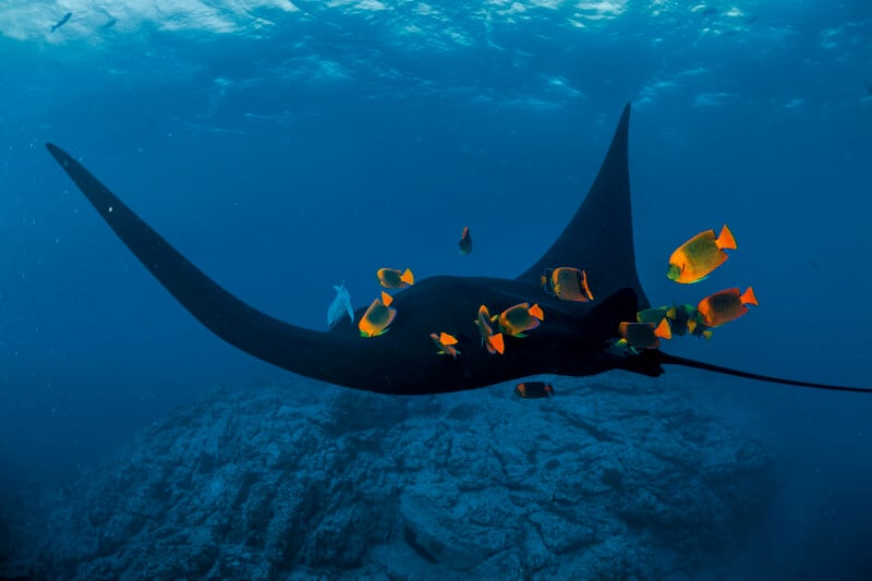 Underwater scene of a large manta ray swimming over a rocky ocean floor, accompanied by a school of bright orange angelfish. The deep blue water surrounds the marine life, creating a serene and vibrant underwater environment.