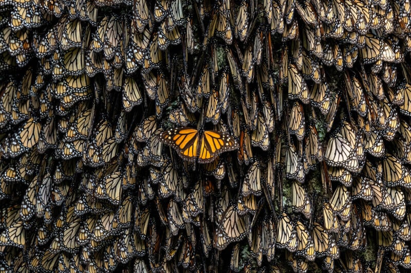 A dense cluster of monarch butterflies clinging to a tree, their wings overlapping. Most are closed and feature intricate black and white patterns, while one butterfly stands out with its vibrant orange wings open.