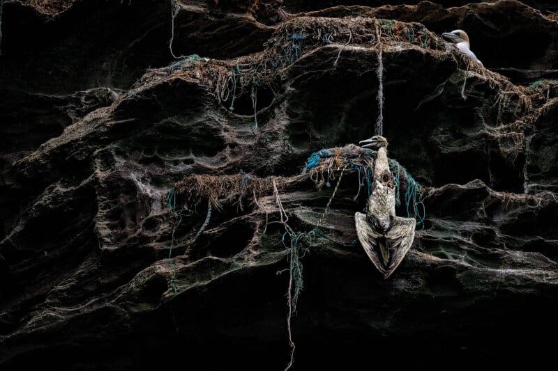 A bird caught in a mess of rope hangs lifelessly from a rocky cliffside, with another bird perched above. The tangled ropes contrast with the dark, rugged texture of the rocks, highlighting the impact of marine debris on wildlife.