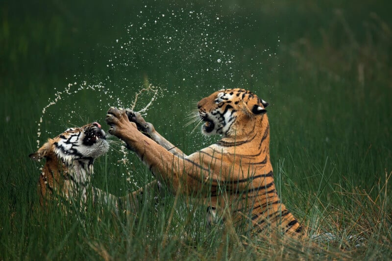 Two tigers playfully splash water at each other in a grassy area. One has its mouth open, and the other extends its front paws toward the first, surrounded by droplets of water in mid-air.