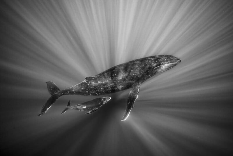 Black and white image of a large whale swimming with a smaller one in the ocean. Sunlight filters through the water, creating a dramatic backdrop with rays highlighting the whales' movements.