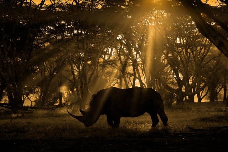 A rhinoceros grazes in a forest at dusk, illuminated by golden rays of sunlight filtering through the trees, creating a serene and atmospheric scene.