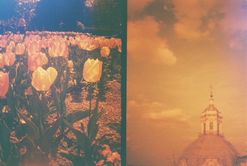 A split image: on the left, a vibrant field of blooming tulips under sunlight; on the right, an architectural structure with a domed roof and a cross, set against an orange-tinted cloudy sky.