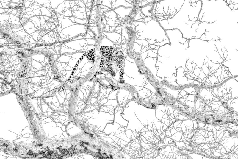 A leopard with spotted fur gracefully navigates the branches of a leafless tree. The intricate network of bare branches provides a stark contrast against the leopard's sleek, camouflaged body in the monochrome image.