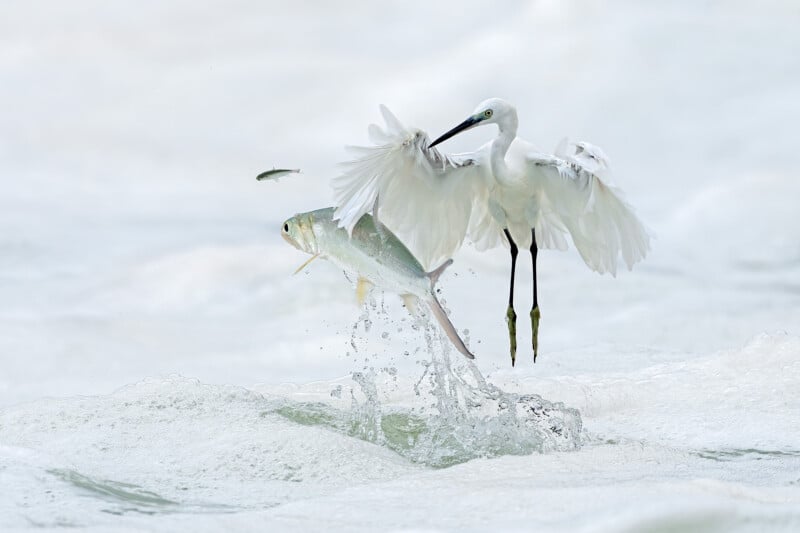 A white egret gracefully hovers above the crashing waves, with a fish leaping out of the water in front of it. The scene captures a dynamic moment of wildlife interaction against a soft, foamy ocean backdrop.