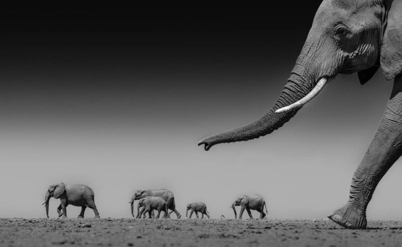 A black and white image showing a close-up of an elephant's face and trunk on the right, with a herd of four elephants walking in the distance across a flat landscape under a clear sky.