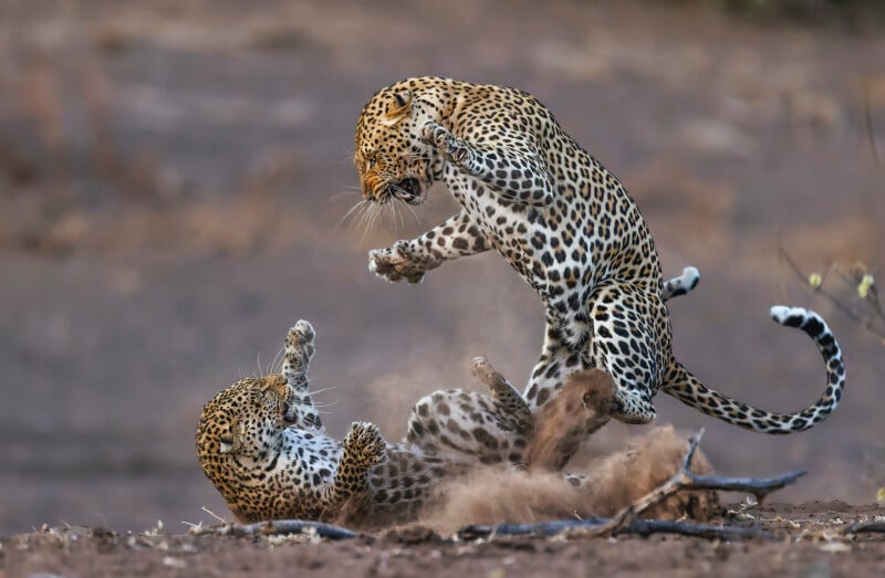 Two leopards engaged in an intense fight. One leopard is on its back on the dusty ground, while the other leaps above it with claws outstretched. The background is blurred, focusing on the dynamic action of the big cats.