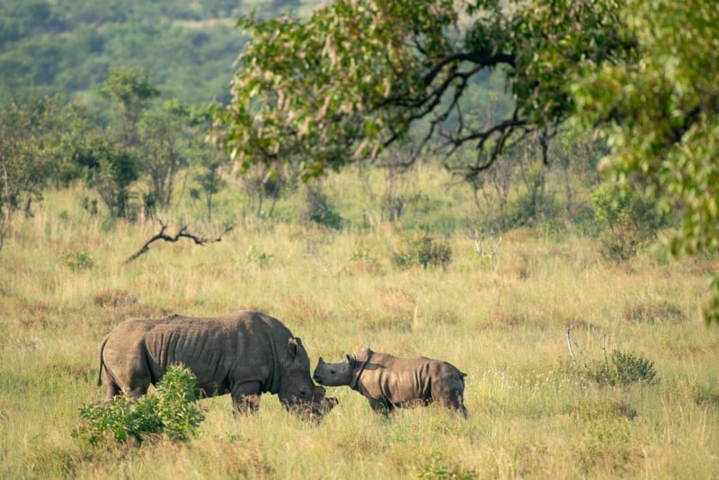 A mother rhinoceros and her calf stand close together in a grassy savanna landscape surrounded by trees and shrubs. The scene is peaceful, with the greenery stretching into the distance under a hazy sky.