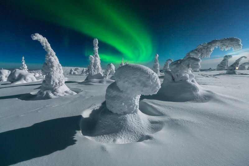 Snow-covered trees stand under a clear night sky illuminated by vibrant green and blue auroras. The snow forms unusual shapes on the trees, creating a surreal and wintry landscape.