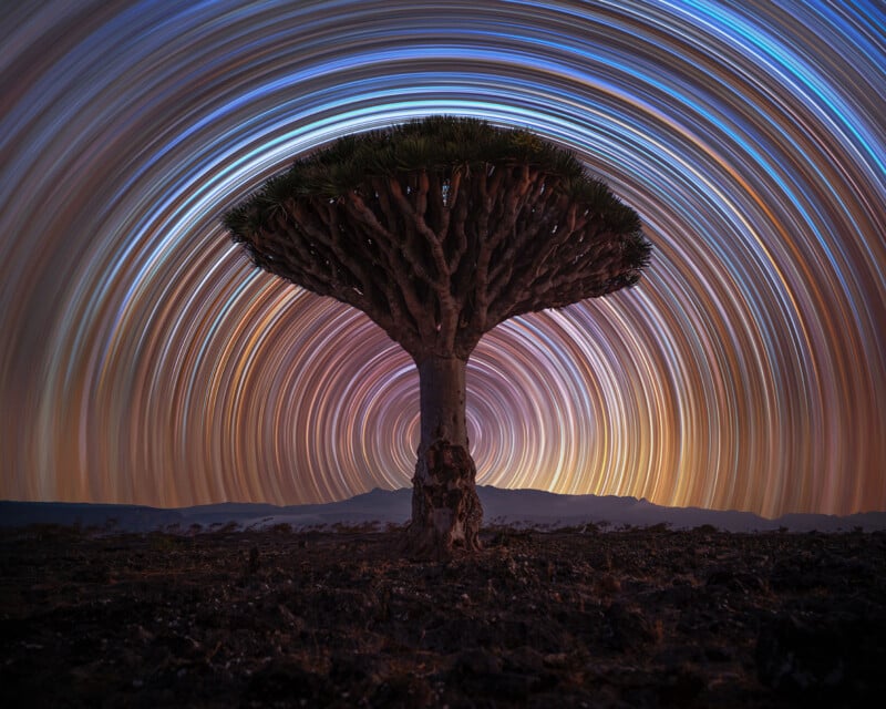 A dragon blood tree with a wide canopy stands against a backdrop of colorful star trails, creating a circular pattern in the night sky. The landscape is dark, highlighting the tree's unique silhouette.