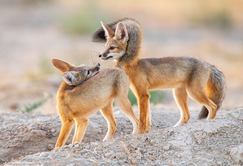 Two foxes playfully interact on a sandy terrain. One fox gently bites the other's neck, while the other stands confidently facing the camera. Both have large ears and sandy brown fur, blending with the natural background.