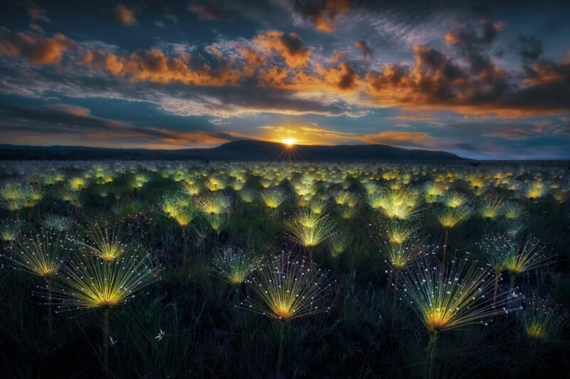 A field at sunset with glowing plants under a dramatic sky. The plants, spread across the landscape, appear to emit a soft, warm light. The sun sets behind distant mountains, casting an orange and blue hue across the clouds.