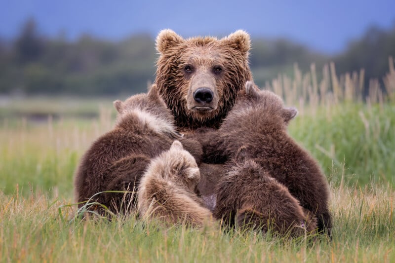 A mother bear sits in a grassy field, facing the camera. Three bear cubs are snuggled closely against her, surrounding her sides and front. The background is a blur of green grass and a soft, blue sky.