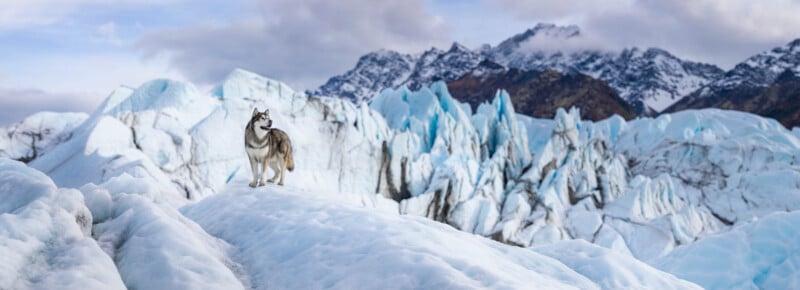 A husky stands on a snowy landscape with jagged blue ice formations and majestic, snow-capped mountains in the background, under a partly cloudy sky.