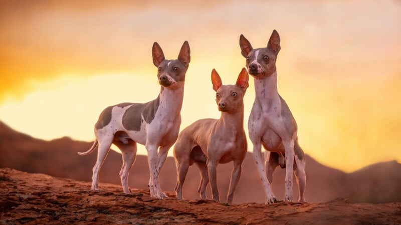 Three hairless dogs stand on rocky terrain against a dramatic sunset backdrop. The sky glows with warm hues, silhouetting the distant hills and highlighting the dogs' sleek, muscular bodies.