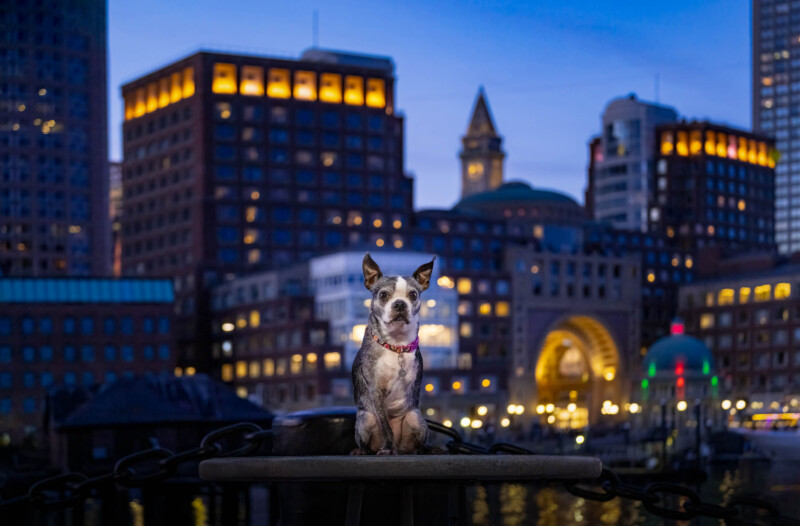 A small dog with pointy ears sits on a platform in a cityscape at dusk. The background features illuminated buildings and a glowing archway, creating a serene urban atmosphere.