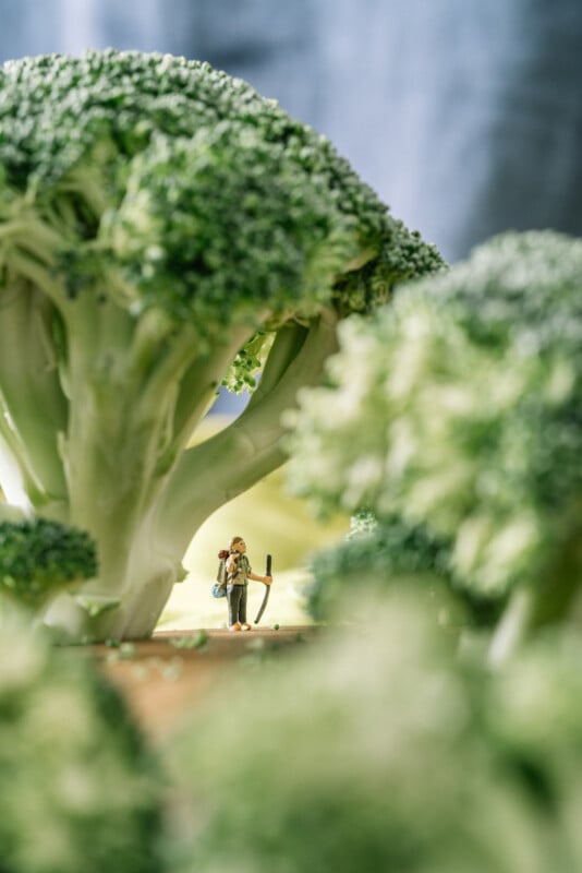 A miniature figure of a person with a walking stick stands amid large broccoli florets, creating the illusion of a forest setting. The perspective and scale make the broccoli appear as towering trees.