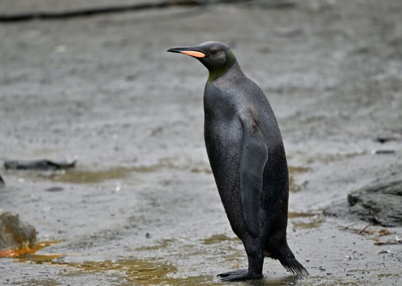 A dark-colored king penguin stands on a wet, rocky surface. Its plumage is mostly black, with a hint of green near the neck, and a pinkish-orange beak. The background is out of focus, highlighting the penguin.