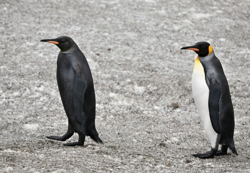 Two penguins standing on a rocky surface. One penguin has a dark, melanistic appearance, while the other has a typical coloring with a white belly and yellow-orange patch on its neck. Both are facing right.