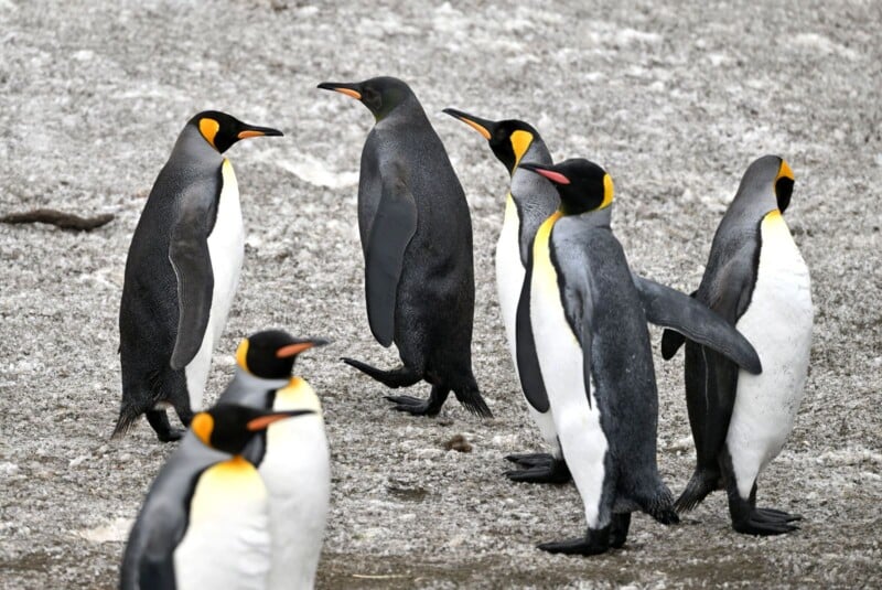 A group of king penguins stands and walks on a snowy surface. The penguins have dark grey backs, white bellies, and bright golden markings near their heads.