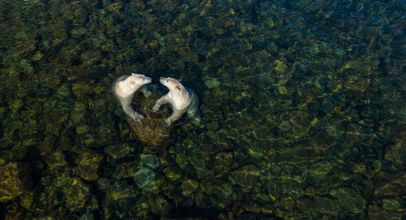 Two polar bears playing in clear, shallow water, viewed from above. The rocky riverbed is visible, creating a textured mosaic beneath them. The bears appear playful and engaged in interaction.