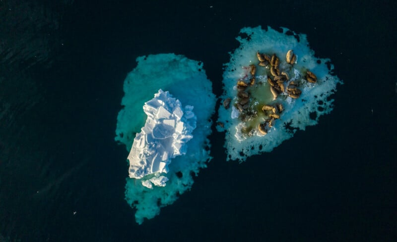 Aerial view of two ice floes in dark water. The left floe is larger and stark white, while the right floe is smaller and crowded with a group of seals. The seals rest on the icy surface surrounded by turquoise water.