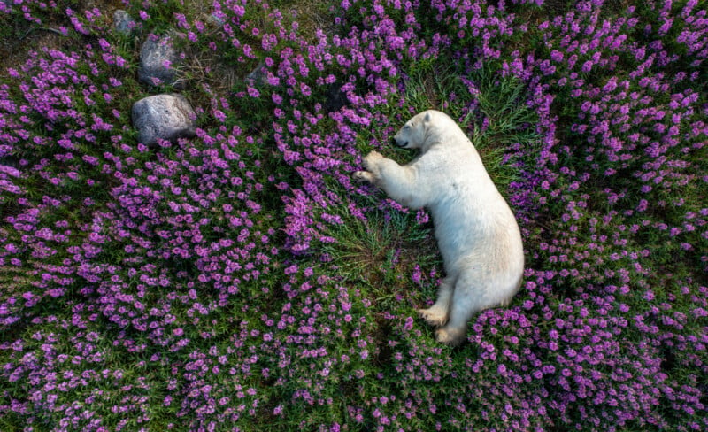 A polar bear is lying on its side in a field of vibrant purple flowers. The surrounding flowers and greenery create a colorful, natural frame around the bear, enhancing the peaceful scene.