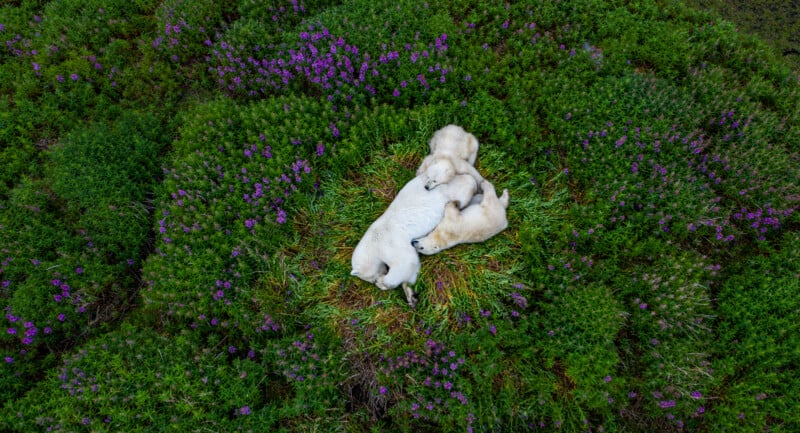 Aerial view of a polar bear and her three cubs resting on a patch of grass surrounded by vibrant green vegetation and scattered purple flowers in a natural setting.