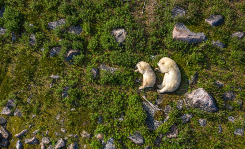 Aerial view of two polar bears resting on a grassy, rocky terrain. The bears are lying close together amidst scattered rocks and green vegetation.