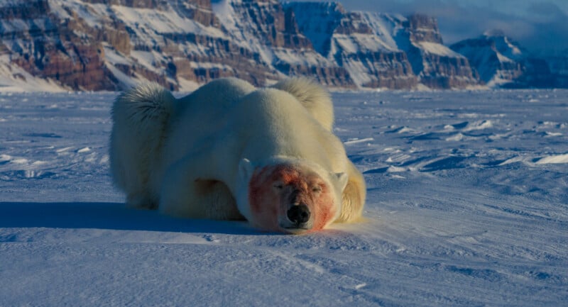 A polar bear rests on the snowy ice with cliffs in the background, its face colored with a reddish tint. The scene is set in a cold, arctic environment under a clear blue sky.