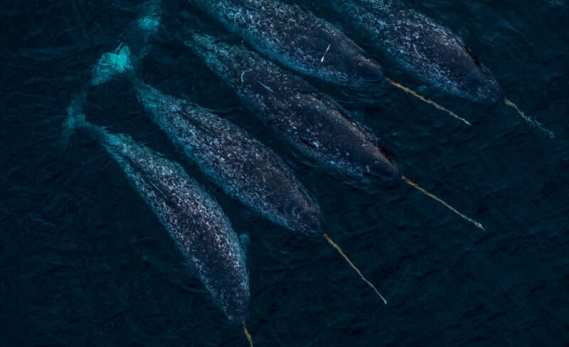 Aerial view of five narwhals swimming closely together in deep blue water. Each narwhal has a distinct long spiral tusk. The ocean surface ripples gently around them.