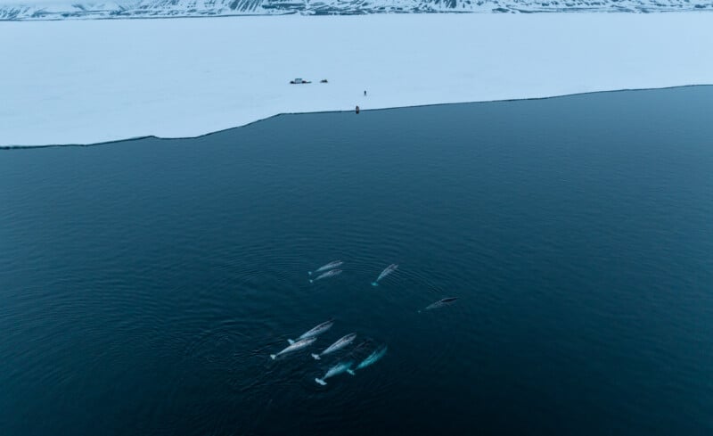 Aerial view of several whales swimming in a dark blue ocean near a stark white ice shelf. Two small figures and a snow vehicle are visible on the ice in the distance, showcasing a stark contrast between the expansive water and frozen landscape.