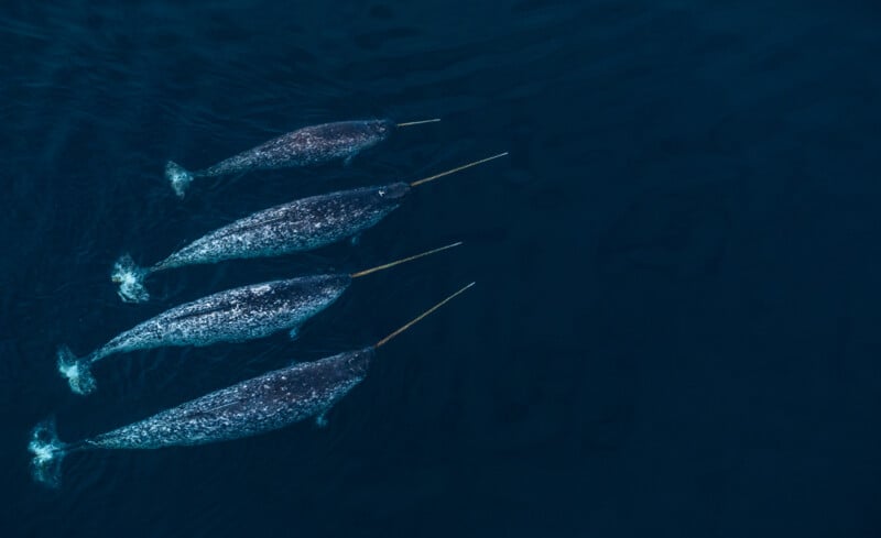 Four narwhals swimming in deep blue water, showcasing their long spiral tusks. The narwhals are positioned side by side, creating a harmonious formation as they glide through the ocean.