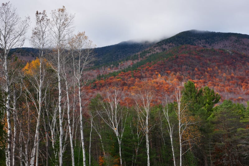 A scenic view of a forest with bare white birch trees in the foreground. In the background, a mountain is covered with a mix of red and green foliage under a cloudy sky.