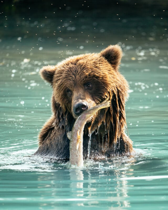 A brown bear stands in turquoise water holding a fish in its mouth. Water droplets splash around as the bear looks toward the camera.