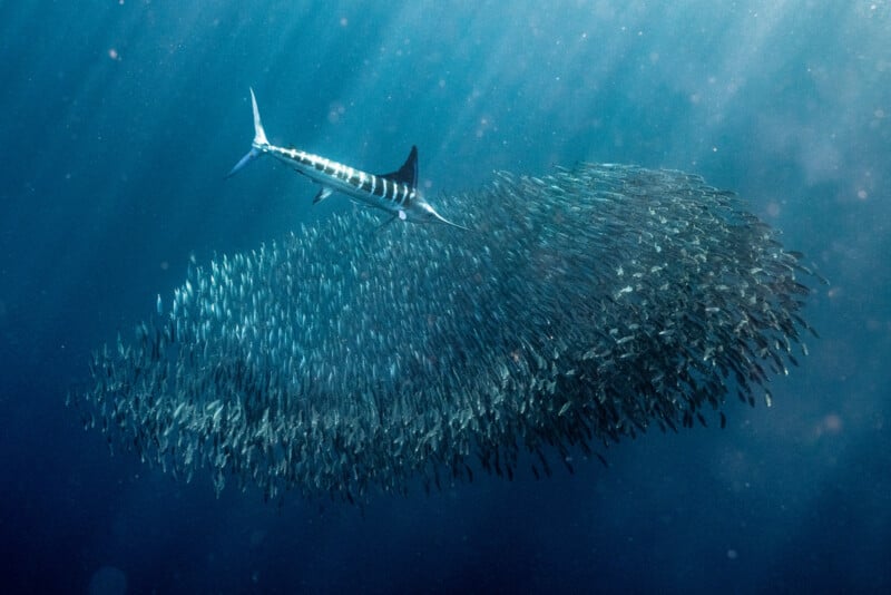 A marlin chases a large, tightly packed school of fish underwater. Sunlight filters through the water, illuminating the scene and highlighting the swift motion of the predator and the synchronized movement of the prey.