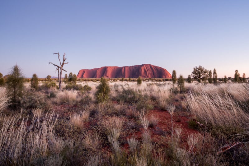 A vast landscape features Uluru, a large red sandstone rock formation, under a clear blue sky. In the foreground, there's sparse vegetation and a solitary tree, with the first light of day creating a soft, warm glow on the scene.