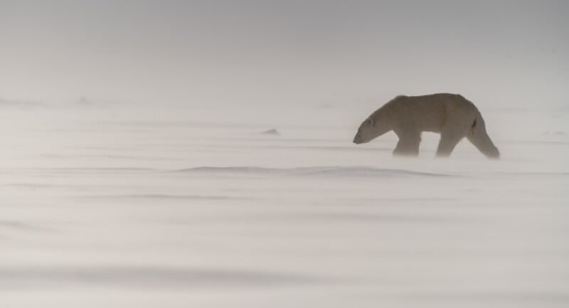 A solitary polar bear walks across a vast, snowy landscape, partially obscured by a gentle mist. The scene is serene and monochromatic, conveying the bear's isolation in its natural Arctic habitat.