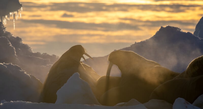 Silhouettes of walruses on snow and ice, with sunlight streaming through misty air, casting a golden glow across the scene. The sky is filled with warm tones during a sunset or sunrise.