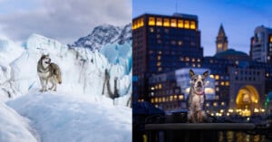 Left: A husky stands on a snowy glacier with mountains in the background. Right: A dog sits on a ledge in an urban setting at dusk, with city buildings and lights behind it.