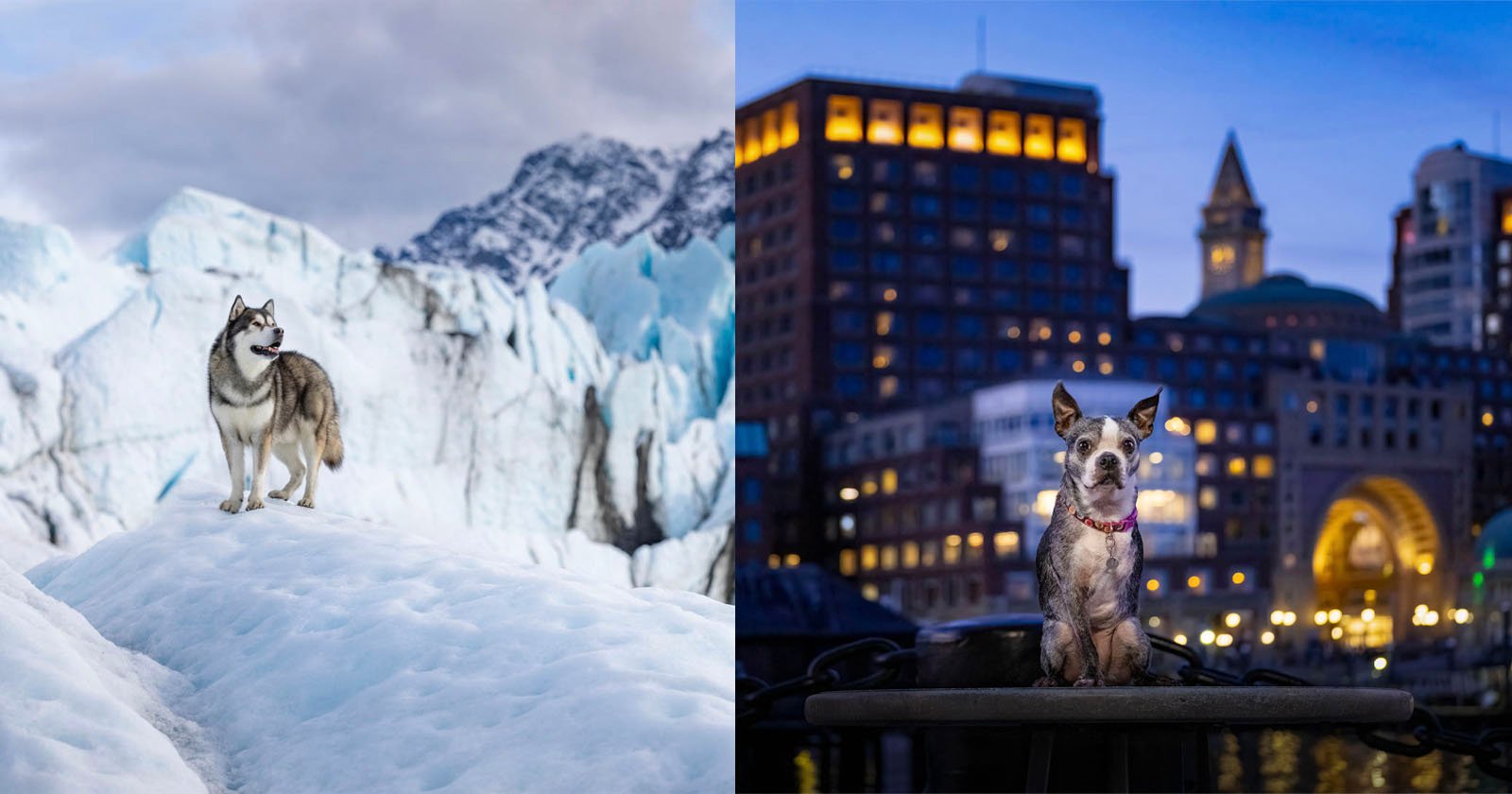 Left: A husky stands on a snowy glacier with mountains in the background. Right: A dog sits on a ledge in an urban setting at dusk, with city buildings and lights behind it.