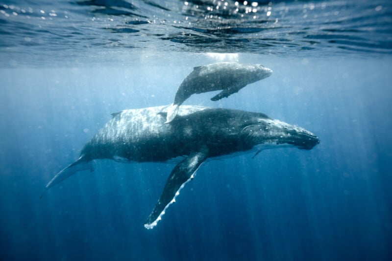 An underwater photo of a large whale swimming with a smaller whale calf close by, surrounded by sunlit ocean water.