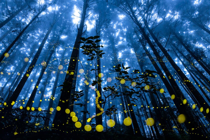 A misty forest at night with tall trees silhouetted against a blue sky. The scene is illuminated by numerous glowing yellow orbs resembling fireflies, creating a magical and serene atmosphere.