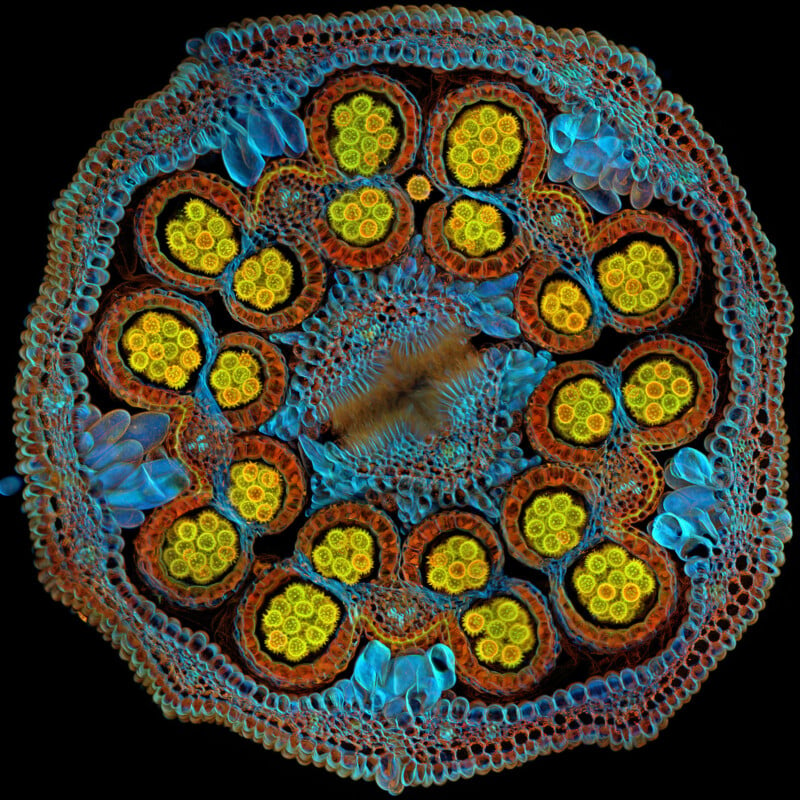 A detailed and colorful microscopic image of a plant stem cross-section. The vibrant pattern features a central area with radiating circular structures in yellow, surrounded by blue and red layers, showcasing its intricate cellular arrangement.