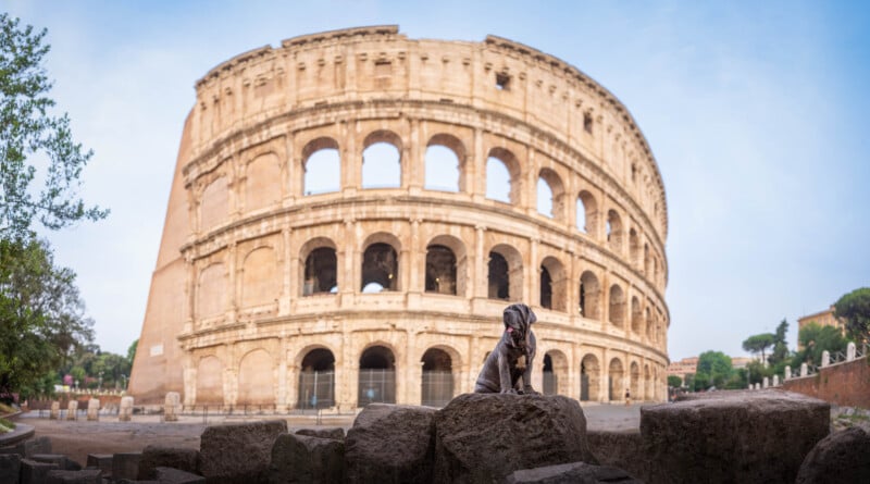 A dog sits on ancient stones in front of the Colosseum in Rome, Italy. The historic amphitheater looms large in the background under a clear blue sky.