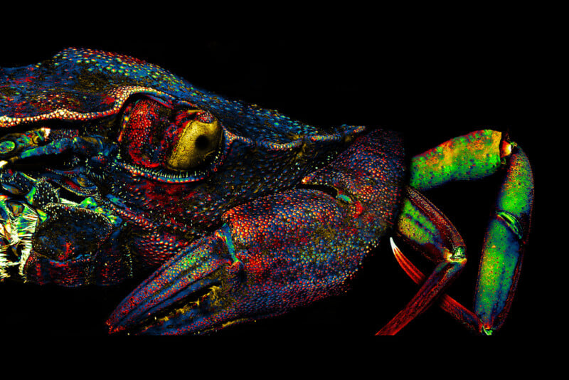 Close-up of a crab in vibrant colors against a black background. The image highlights detailed features, including textured skin with red, blue, and green hues, prominent eye, and sharp pincers, creating a striking and surreal appearance.