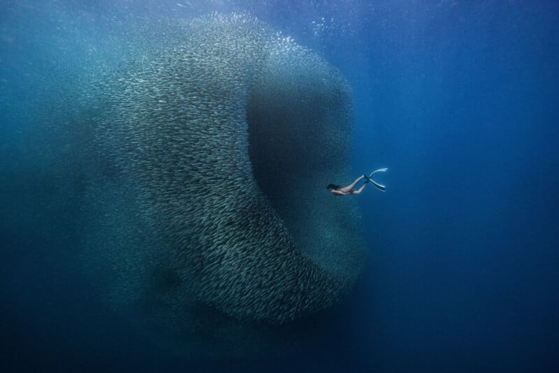 A diver swims near a massive swirling school of fish in deep blue water, forming a captivating vortex shape.