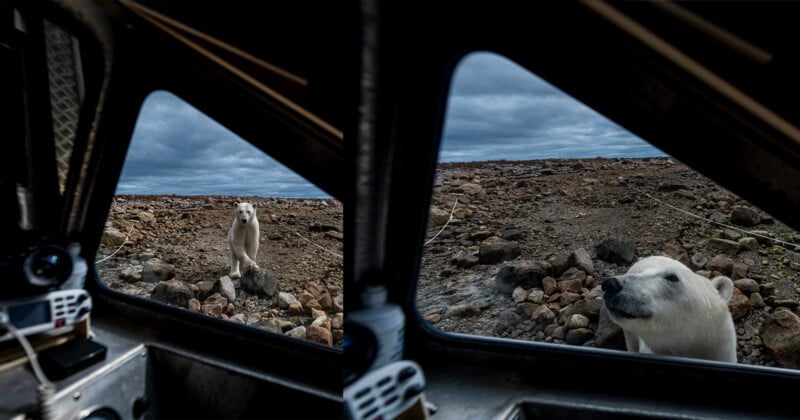 View from inside a vehicle showing a polar bear approaching, visible through the windows. The landscape outside is rocky with cloudy skies. The bear is standing on rocks, gazing towards the vehicle.